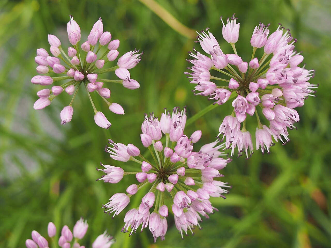 Portugese Garlic