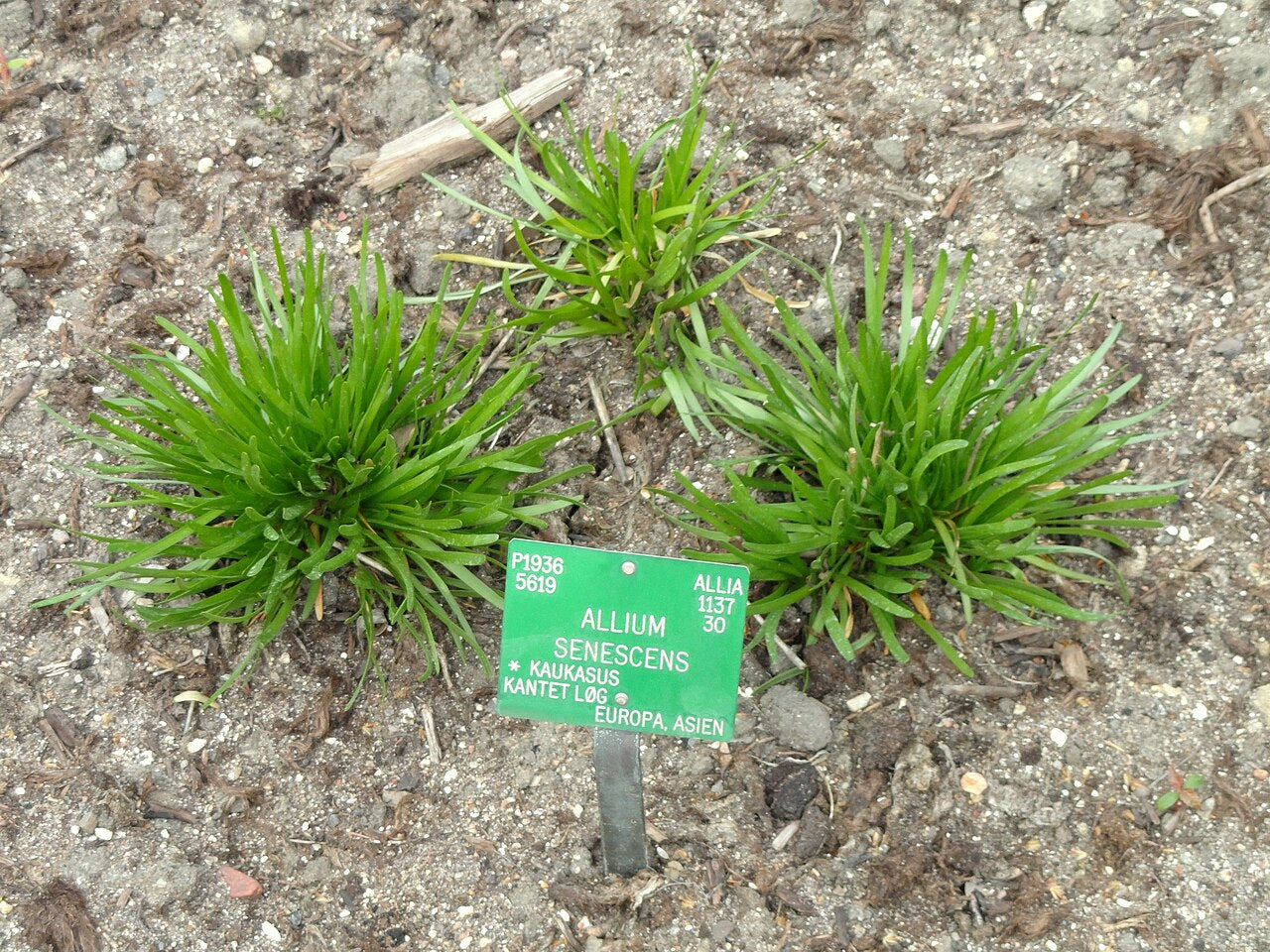 German Garlic