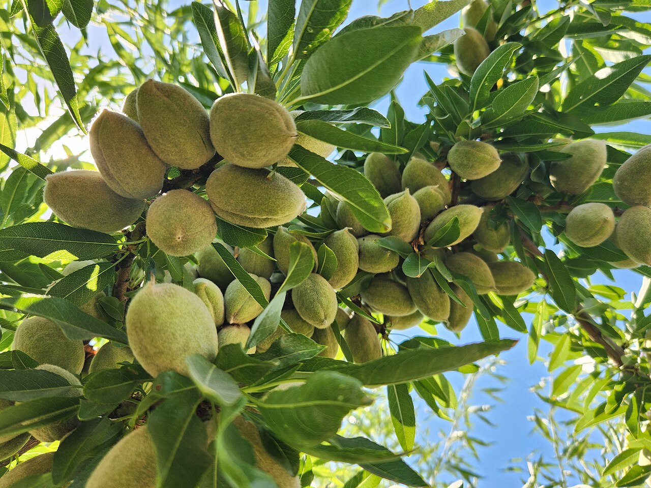 Almond 'Ardechoise'