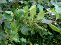 Sitka Alder