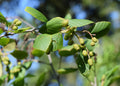 Alder