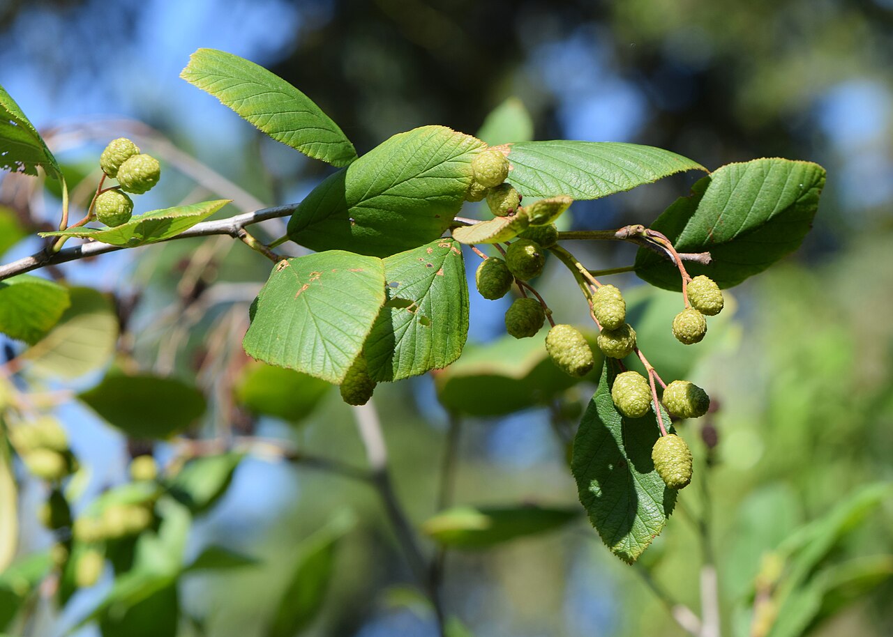 Alder