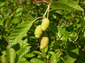 Green Alder