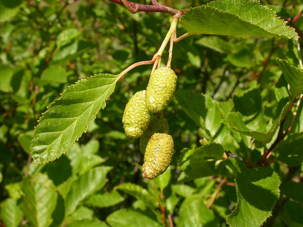 Green Alder
