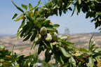 Almond 'Ingrid'