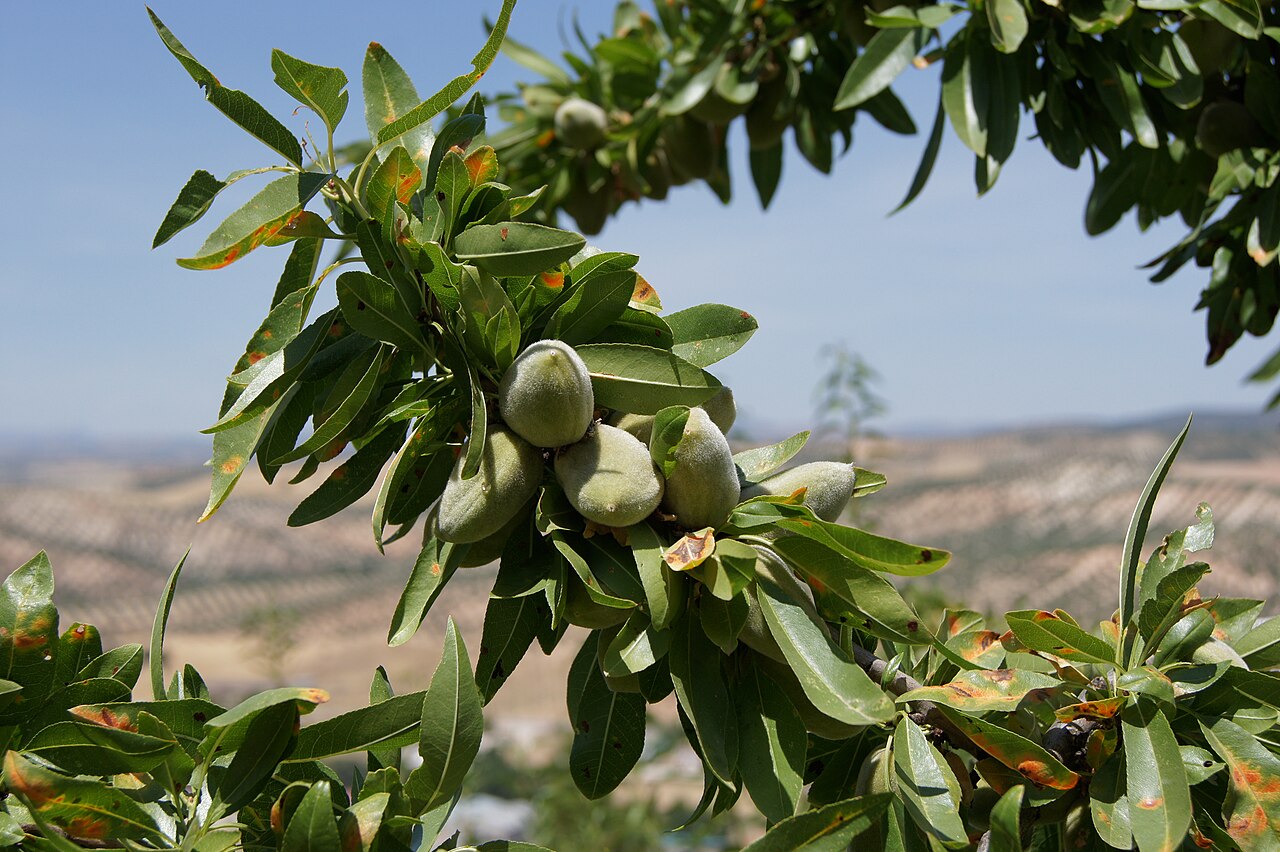 Almond 'Ingrid'
