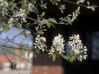Canadian Serviceberry