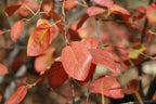Canadian Serviceberry