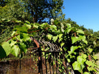 Kiwi 'Atlas'