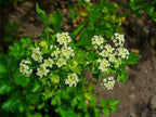 Wild Celery