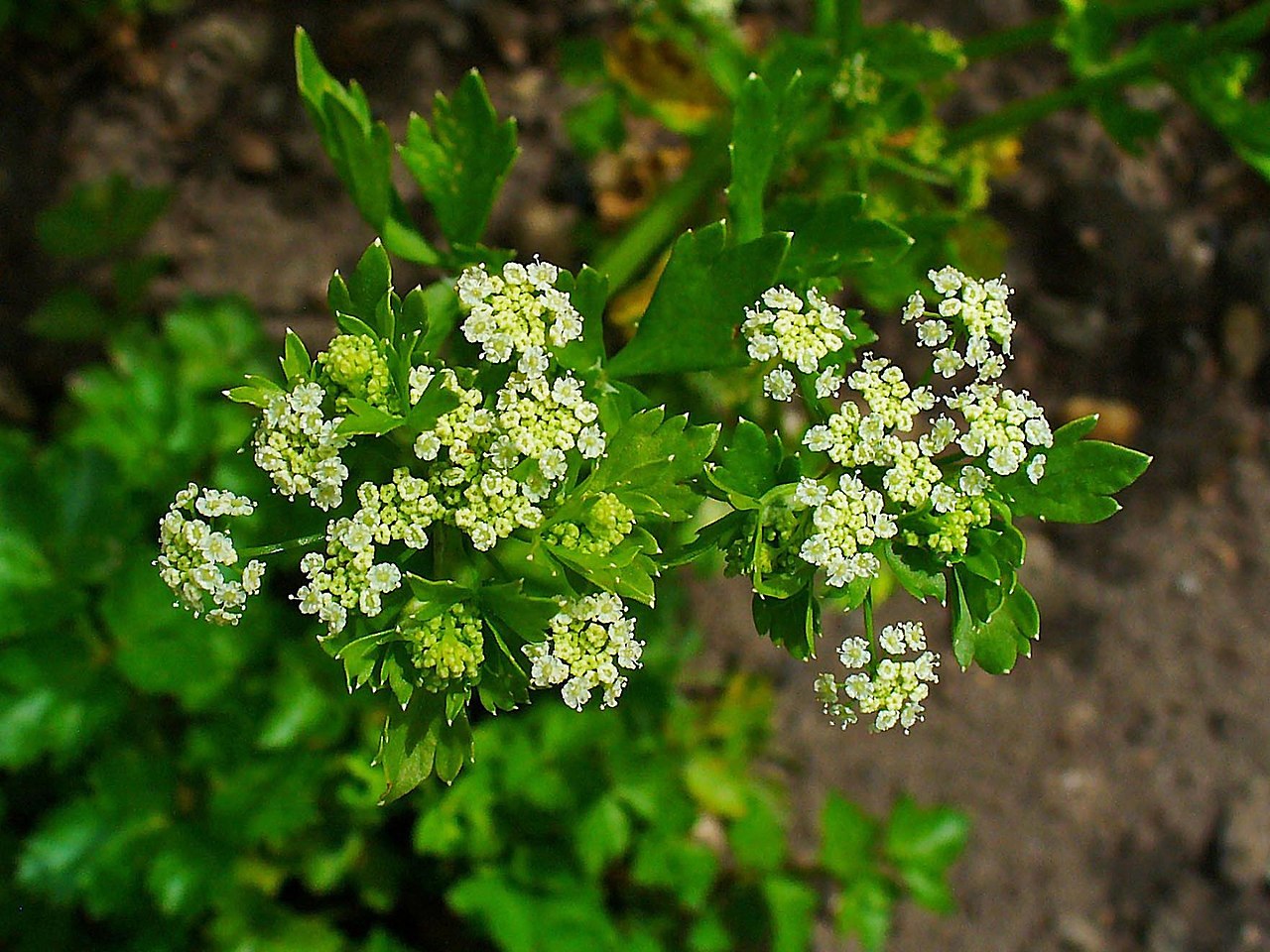Wild Celery