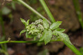 Fool's Watercress