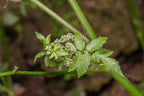Fool's Watercress