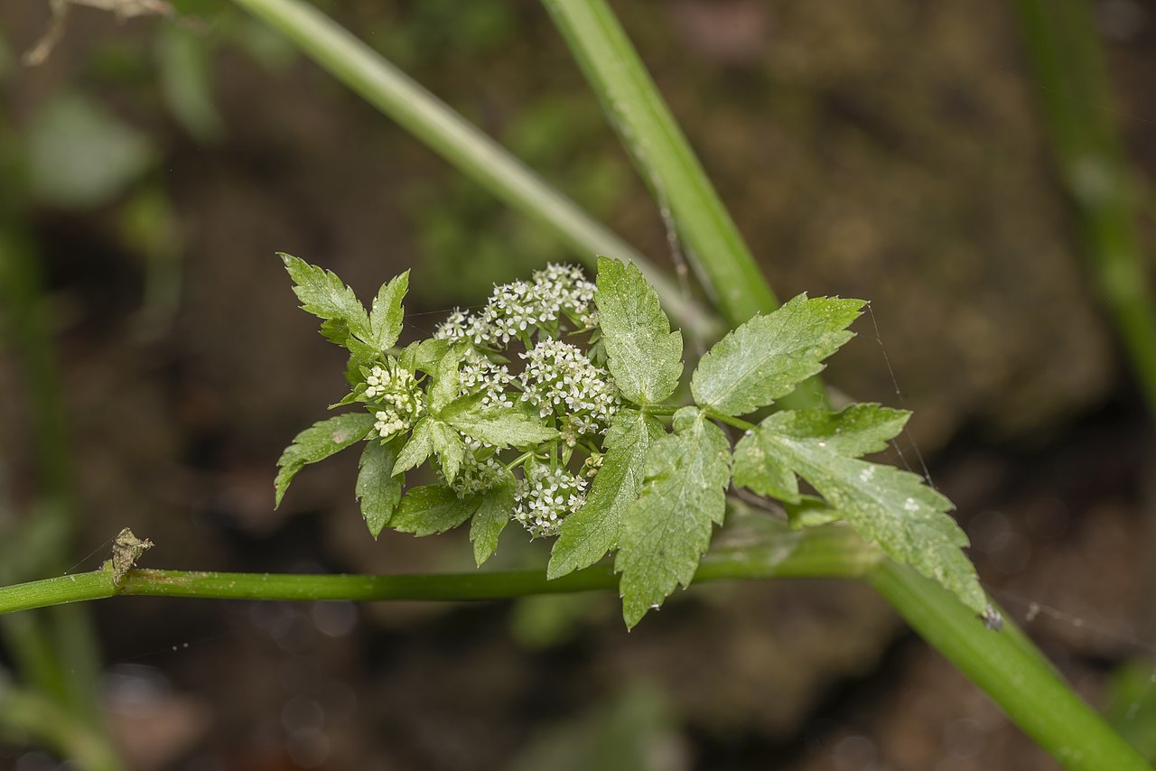 Fool's Watercress