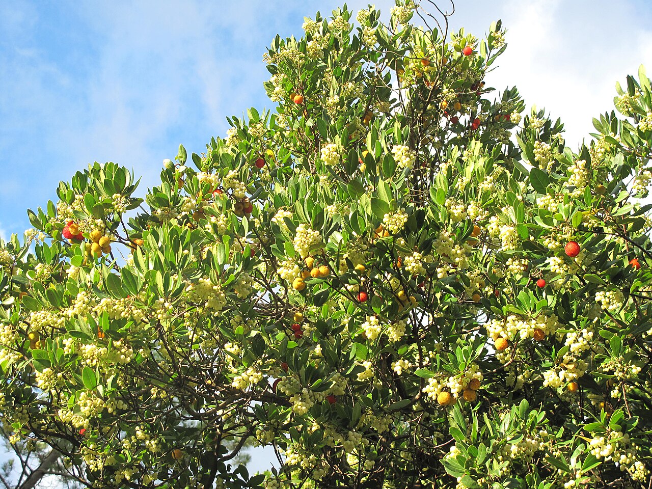 Red Strawberry Tree