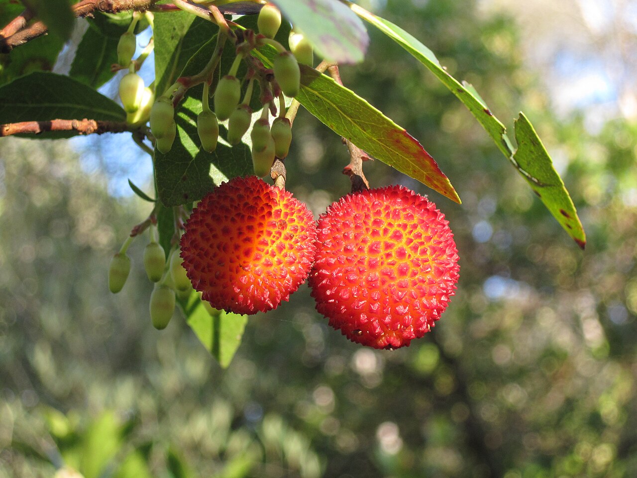 Red Strawberry Tree