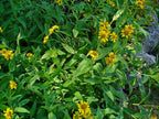 American Arnica