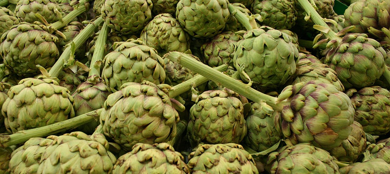Globe Artichoke 'Green Globe'