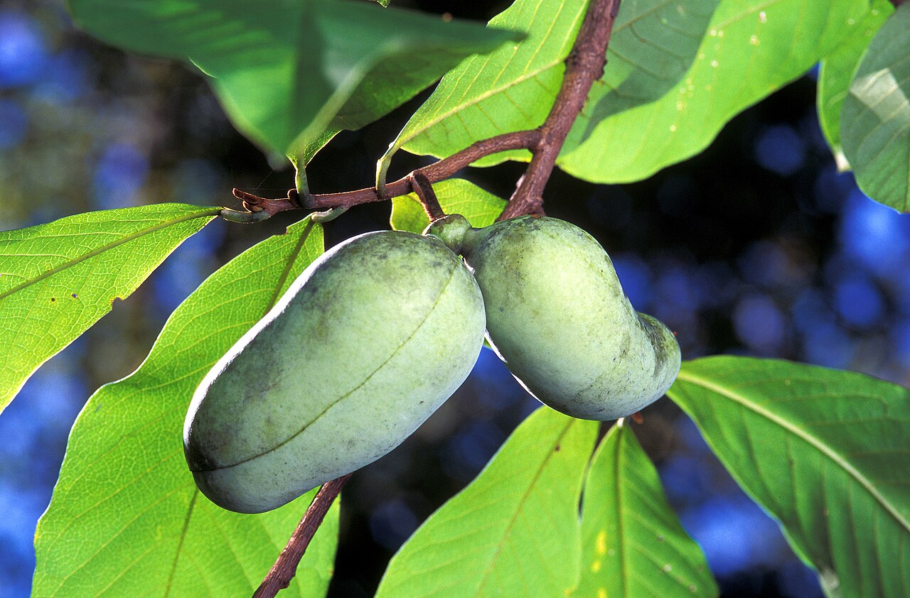 Pawpaw 'Improved'