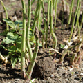 Asparagus 'Mary Washington'