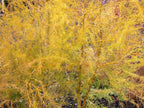 Asparagus 'Mary Washington'