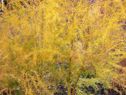 Asparagus 'Mary Washington'