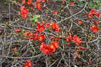 Quince 'Crimson and Gold'