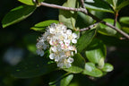 Black Chokeberry 'Hugin'