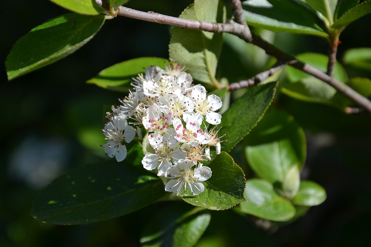 Black Chokeberry 'Hugin'