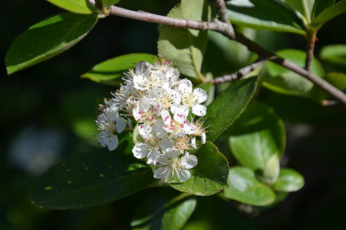 Black Chokeberry 'Hugin'