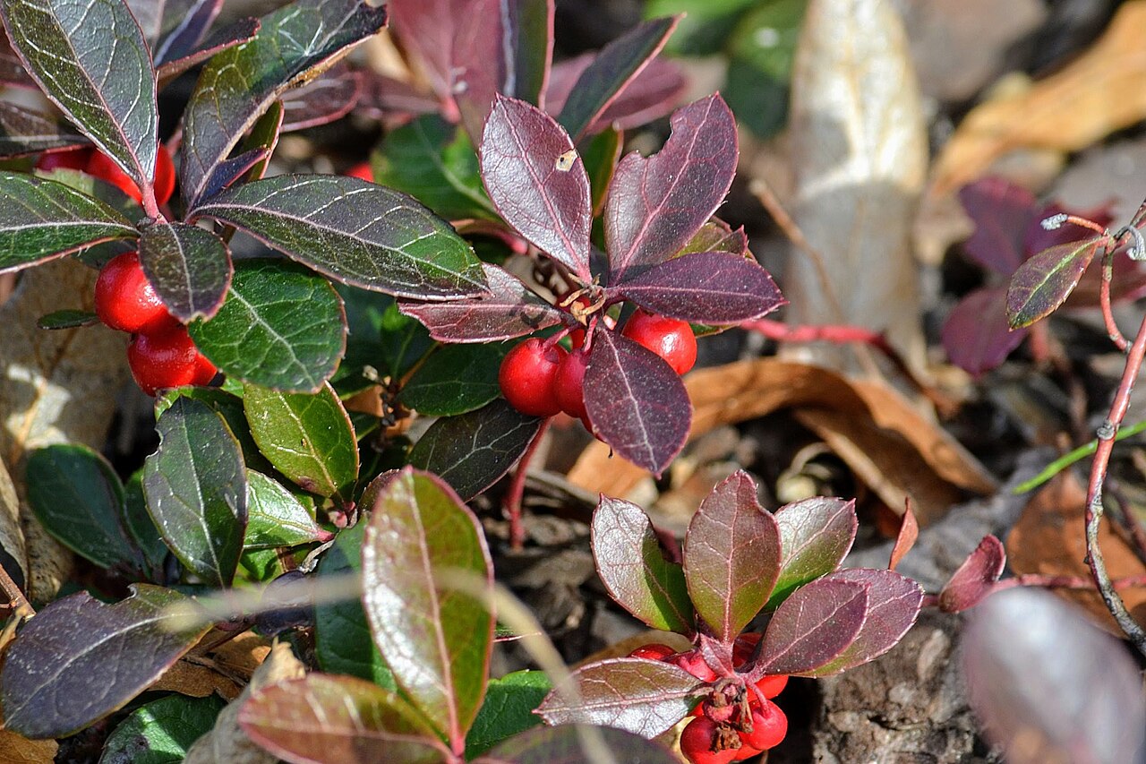 Wintergreen