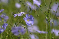 Perennial Flax