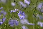 Perennial Flax