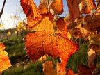 Grape 'Lakemont'