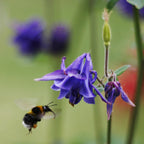 Common Columbine