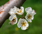 Pear 'Moonglow'