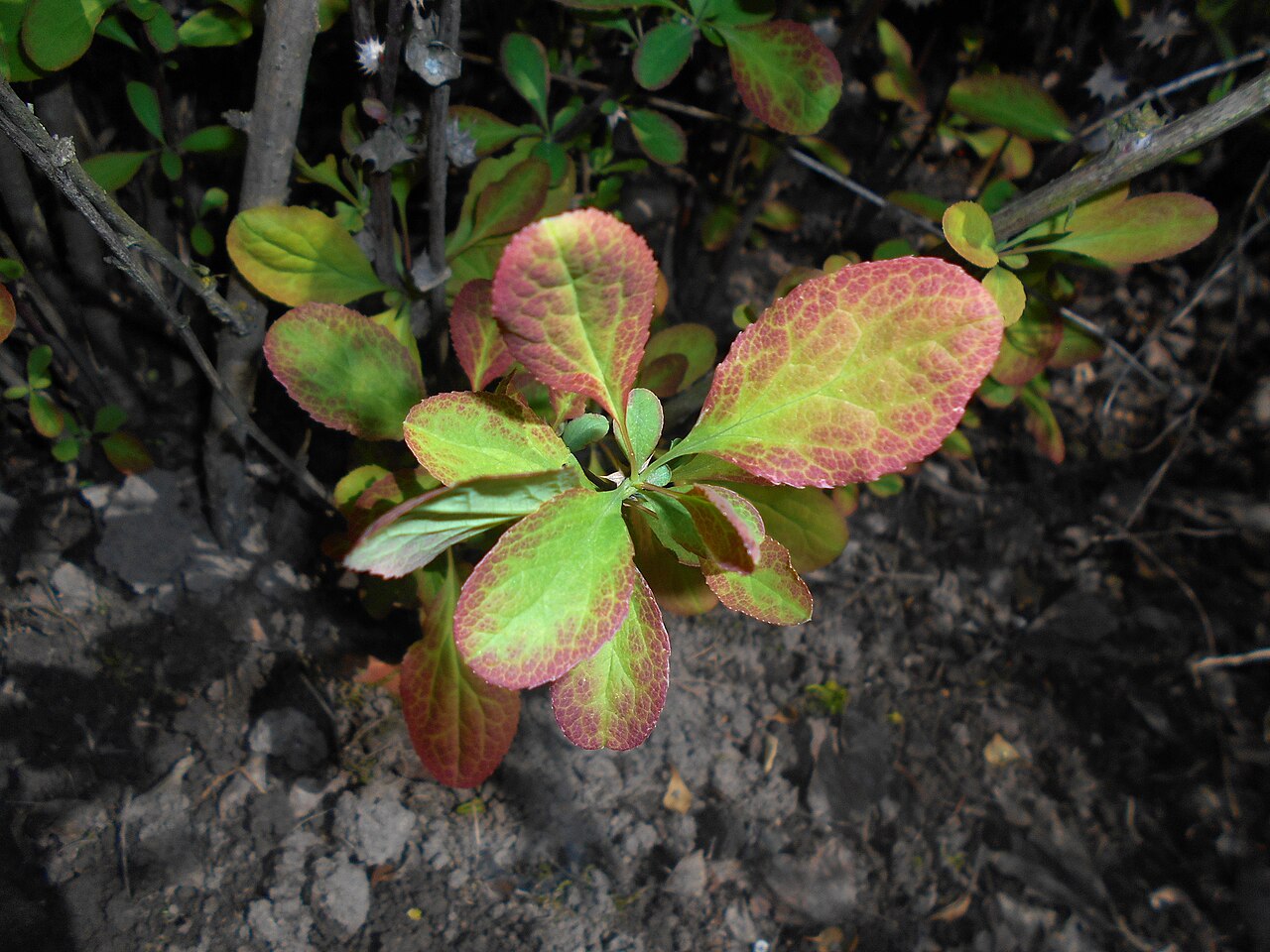 Korean Barberry 'Rubin'