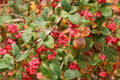 Korean Barberry 'Rubin'