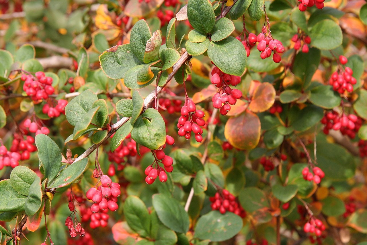 Korean Barberry 'Rubin'