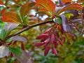 Barberry 'Atropurpurea'