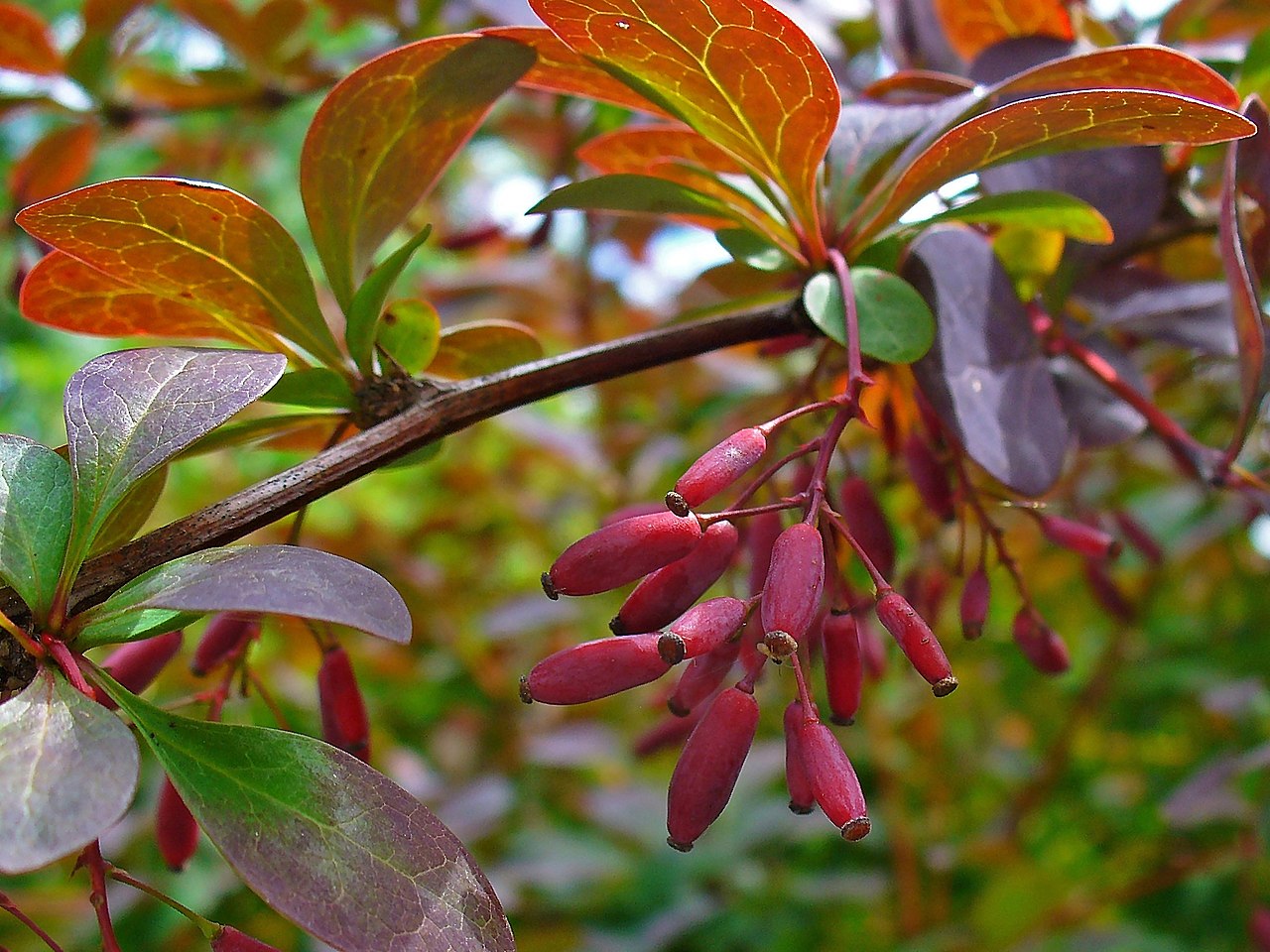 Barberry 'Atropurpurea'