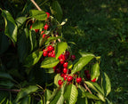 Cherry 'Burcombe'