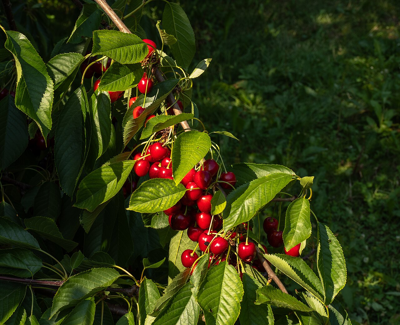 Cherry 'Burcombe'