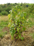 Blackcurrant 'Jet'