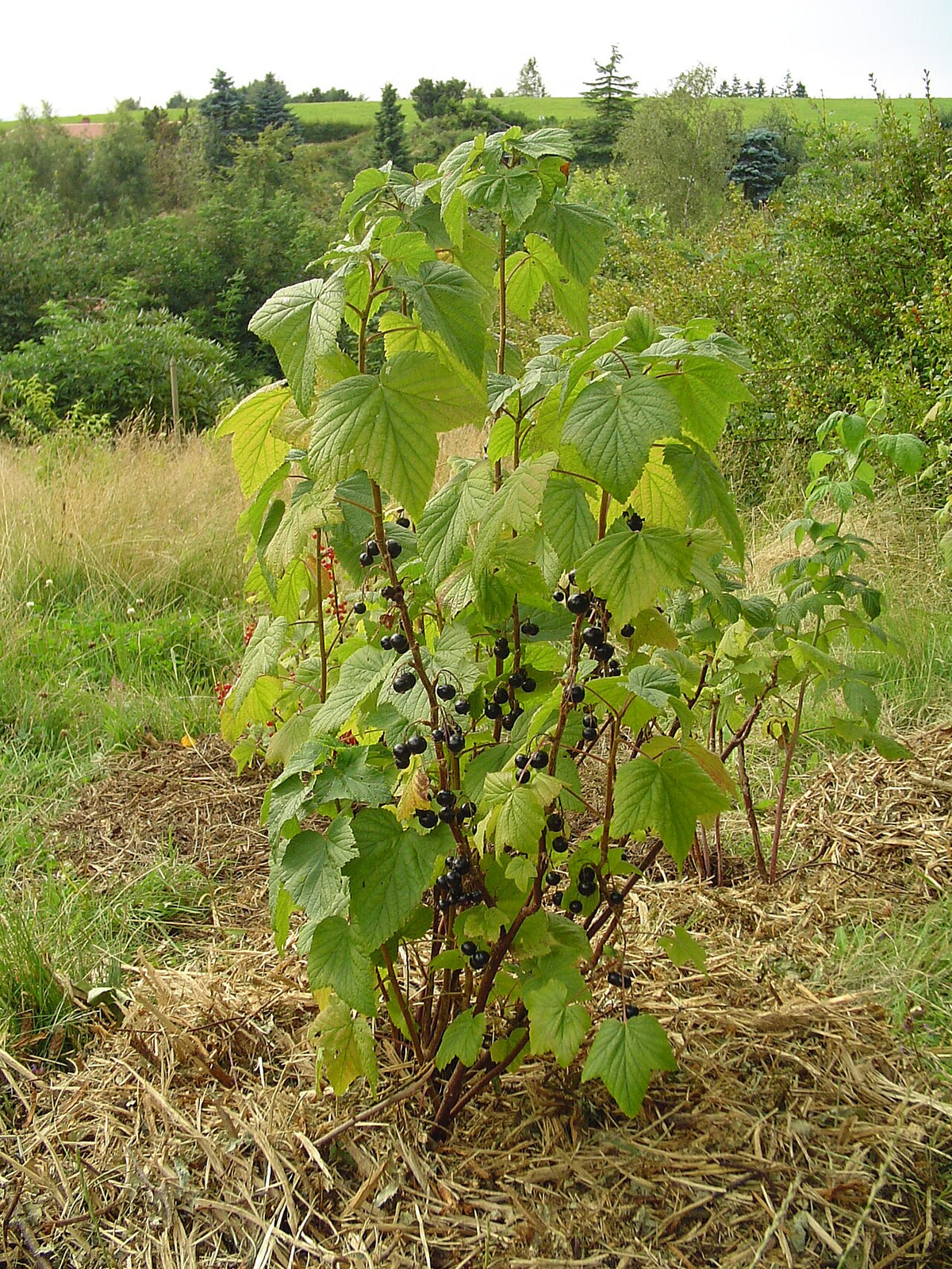 Blackcurrant 'Jet'