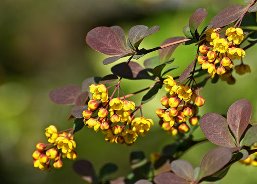 Barberry 'Atropurpurea'