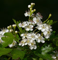 Hawthorn 'Zbigniew'