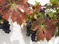 Grape 'Regent'