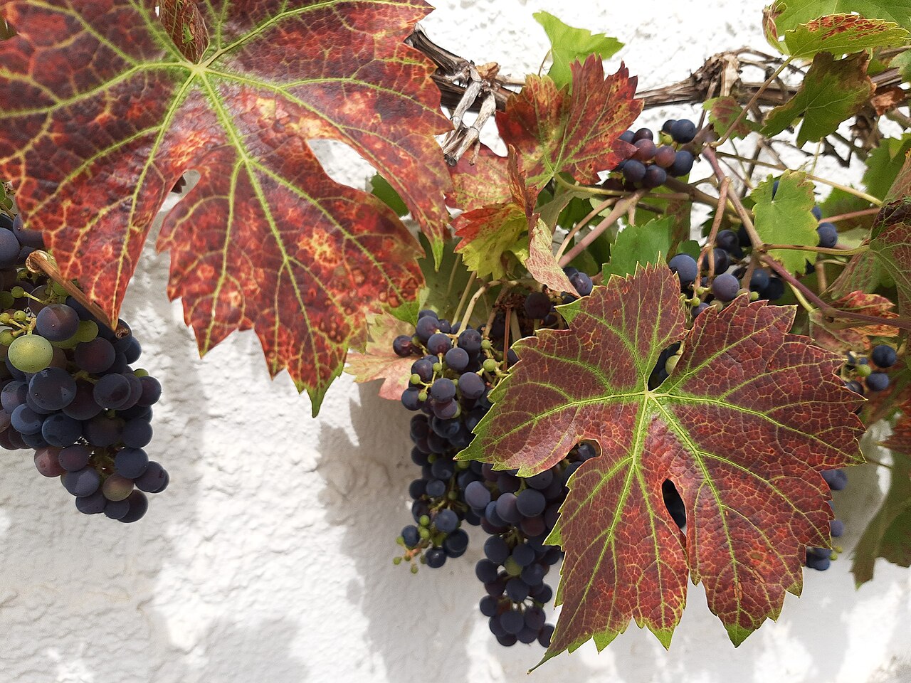 Grape 'Regent'