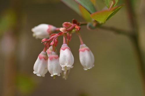 Blueberry 'Coville'